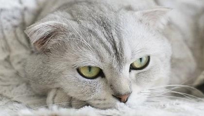 b体育电竞-赛制变革解析：新规则对比赛策略的影响，比赛规则解读