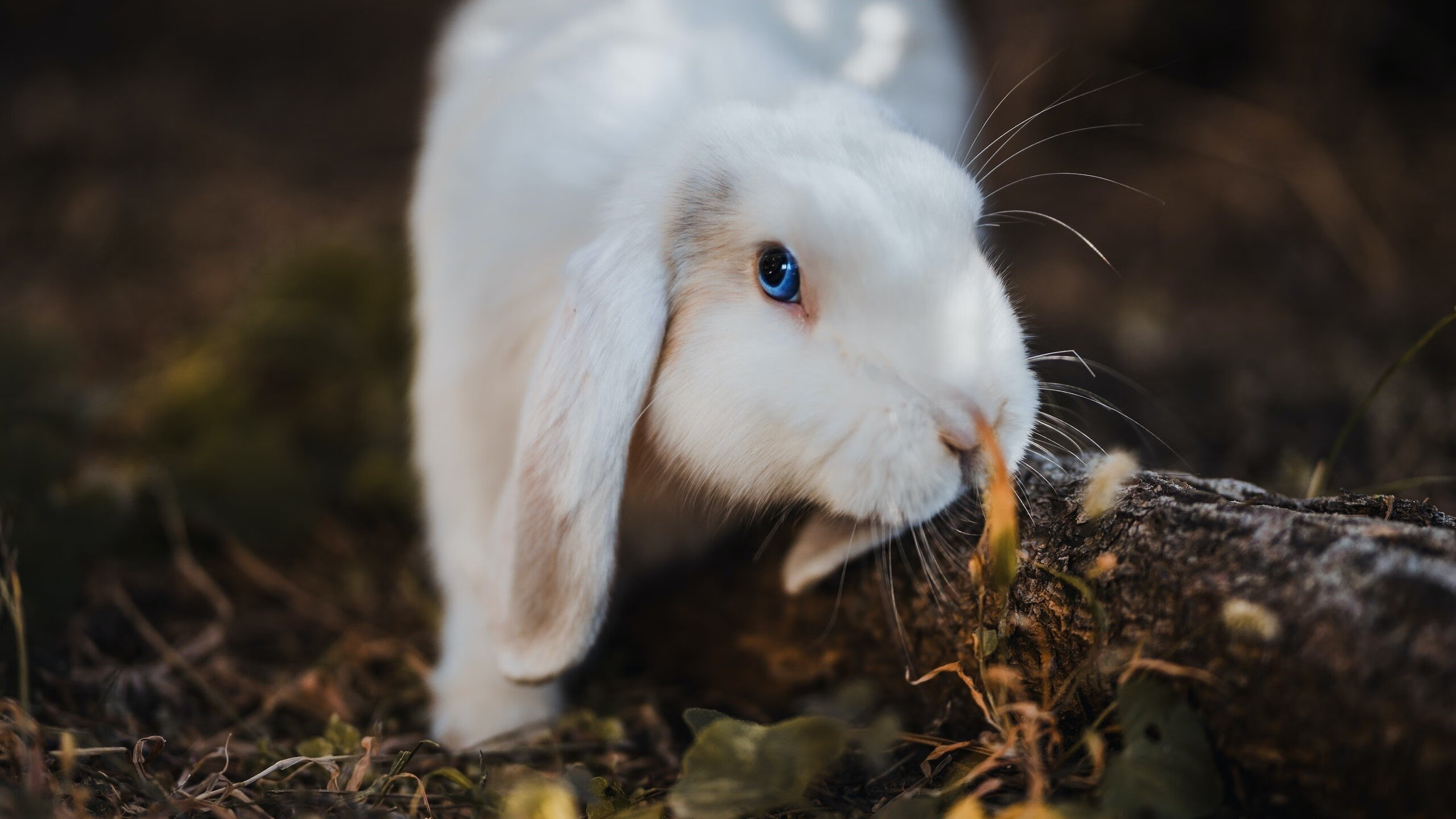 b体育网页版登录入口-_凯尔特人调整战术，成功应对强敌_，凯尔特人最近