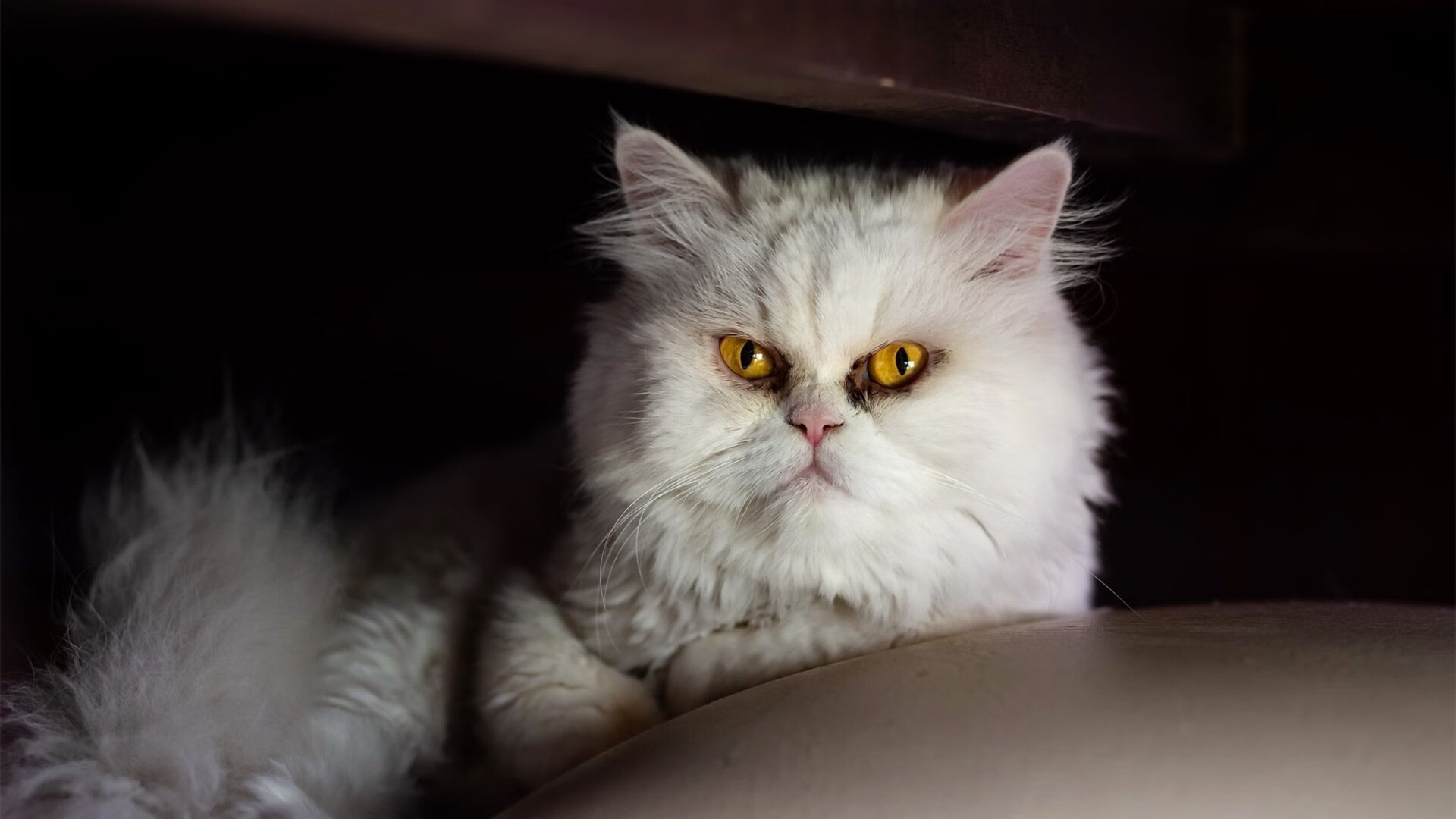 bsport-_社交媒体助力运动员塑造公众形象_，社交媒体 社会运动