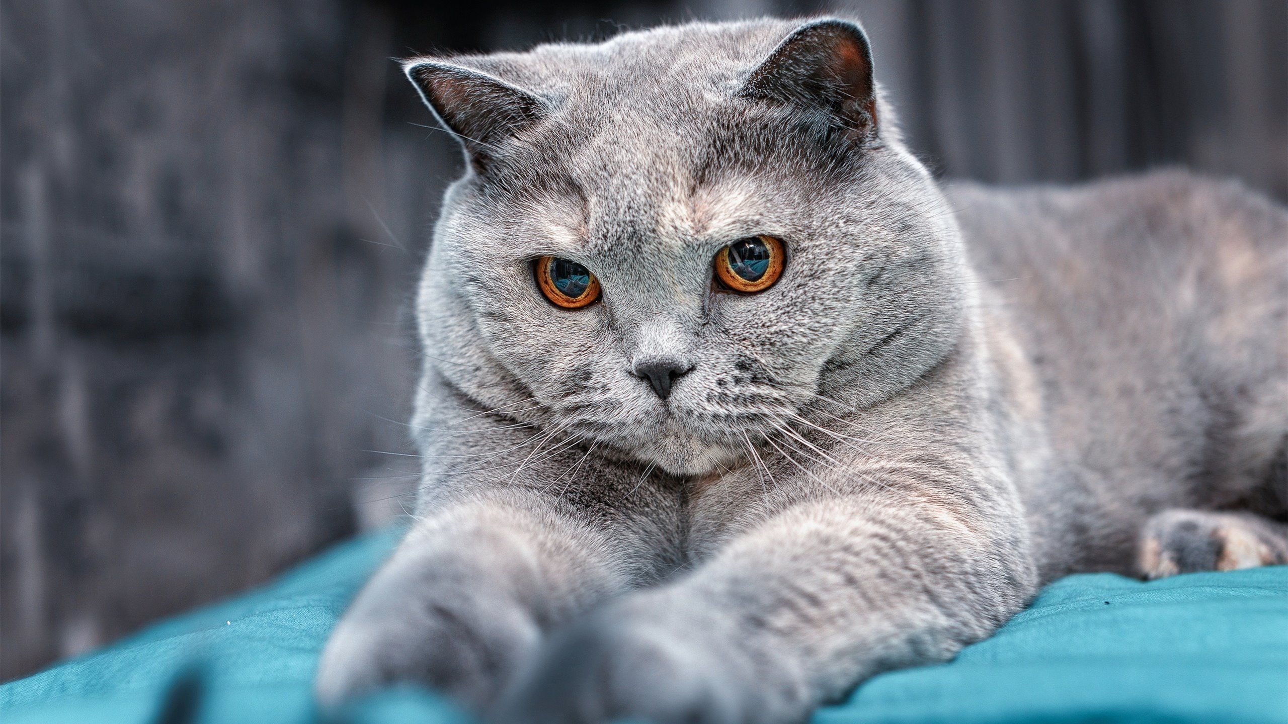 “西甲赛场热血沸腾：激情对抗不断升级”，西甲视频集锦