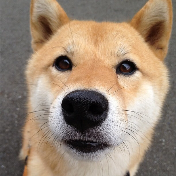 B体育亚洲官方网站-上海申花客场表现强势，积分榜上升，上海申花阵型