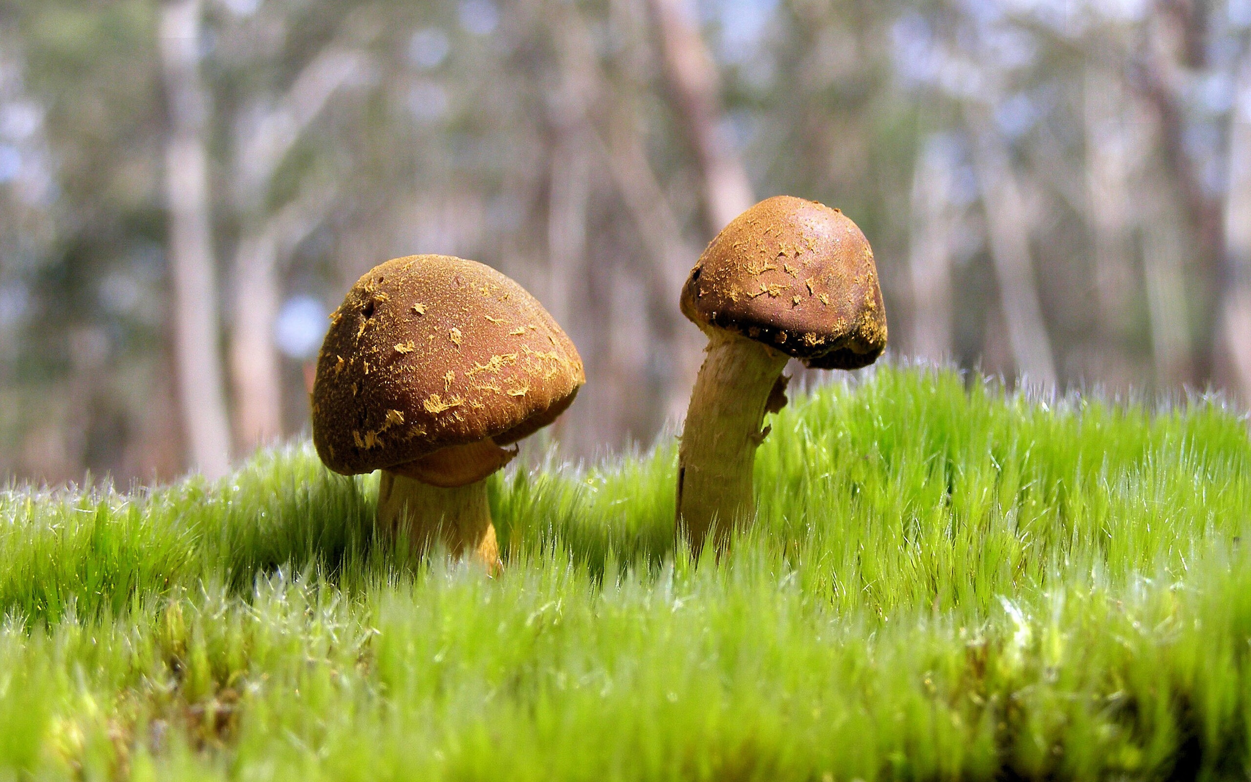 SPORTS-APP下载-上海男篮新援加盟，目标冲击冠军，上海男篮新援加盟,目标冲击冠军是谁