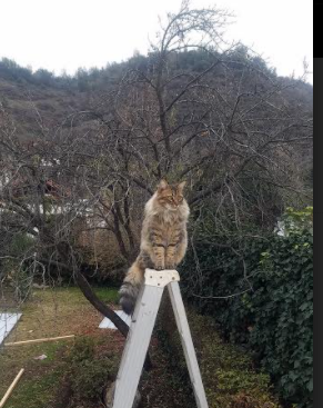 意甲豪门纷纷引援，实力再度提升，意甲七大豪门俱乐部