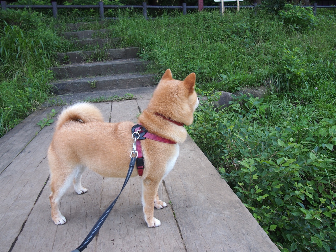 AC米兰主场战胜拉齐奥,保持不败,ac米兰vs拉齐奥大名单