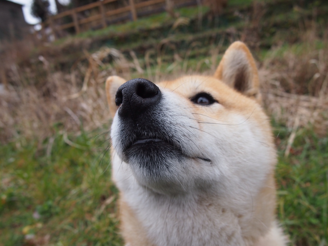 伊朗队在巴黎奥运会比赛中展现出快速反击战术，伊朗篮球队奥运会