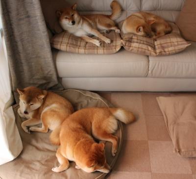 奥地利队闷胜以色列,保住出线资格,奥地利3_1以色列