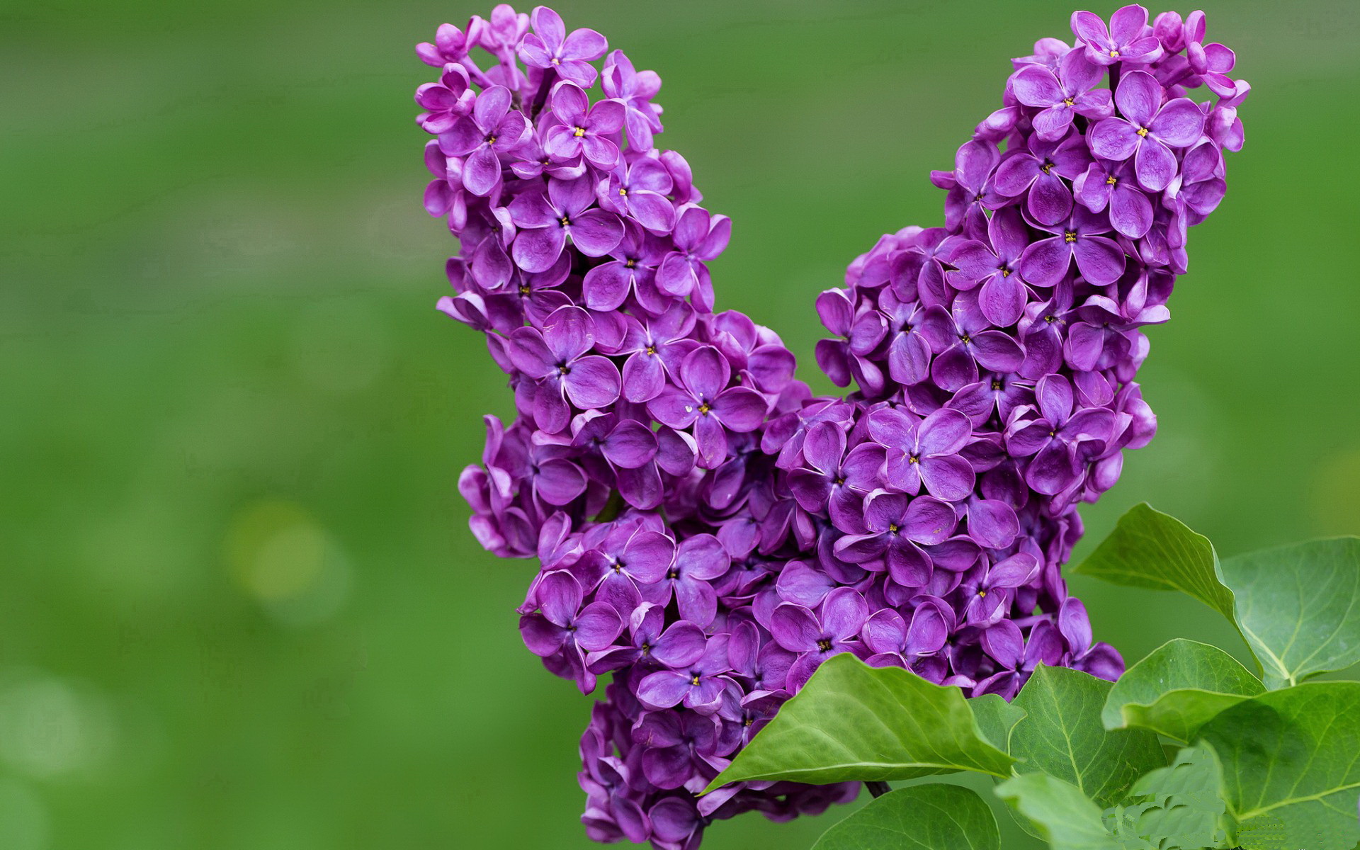 b体育平台-奥尔良主场遭遇失利，球队遇挫，欧战资格或岌岌可危，奥尔良是谁