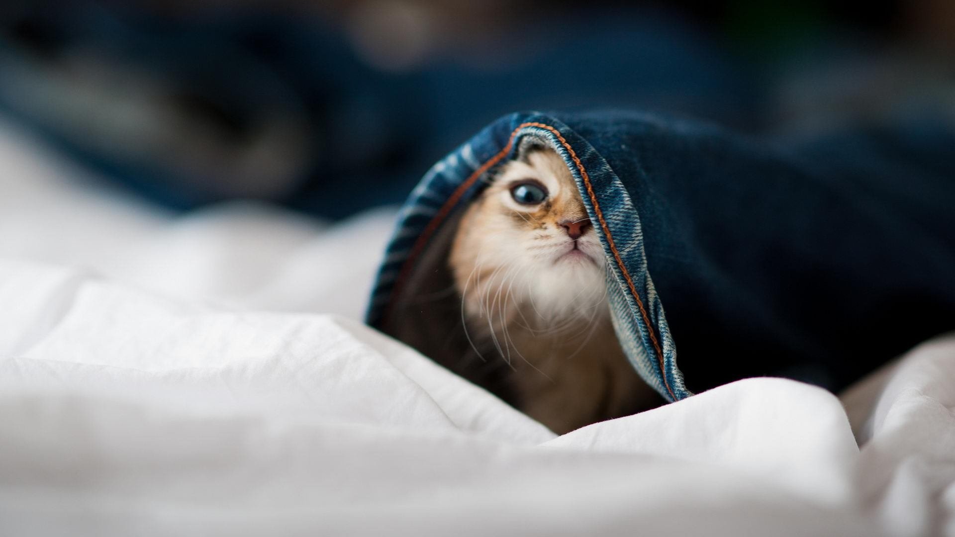 挑战技战术的比赛,策略变幻莫测,技法挑战