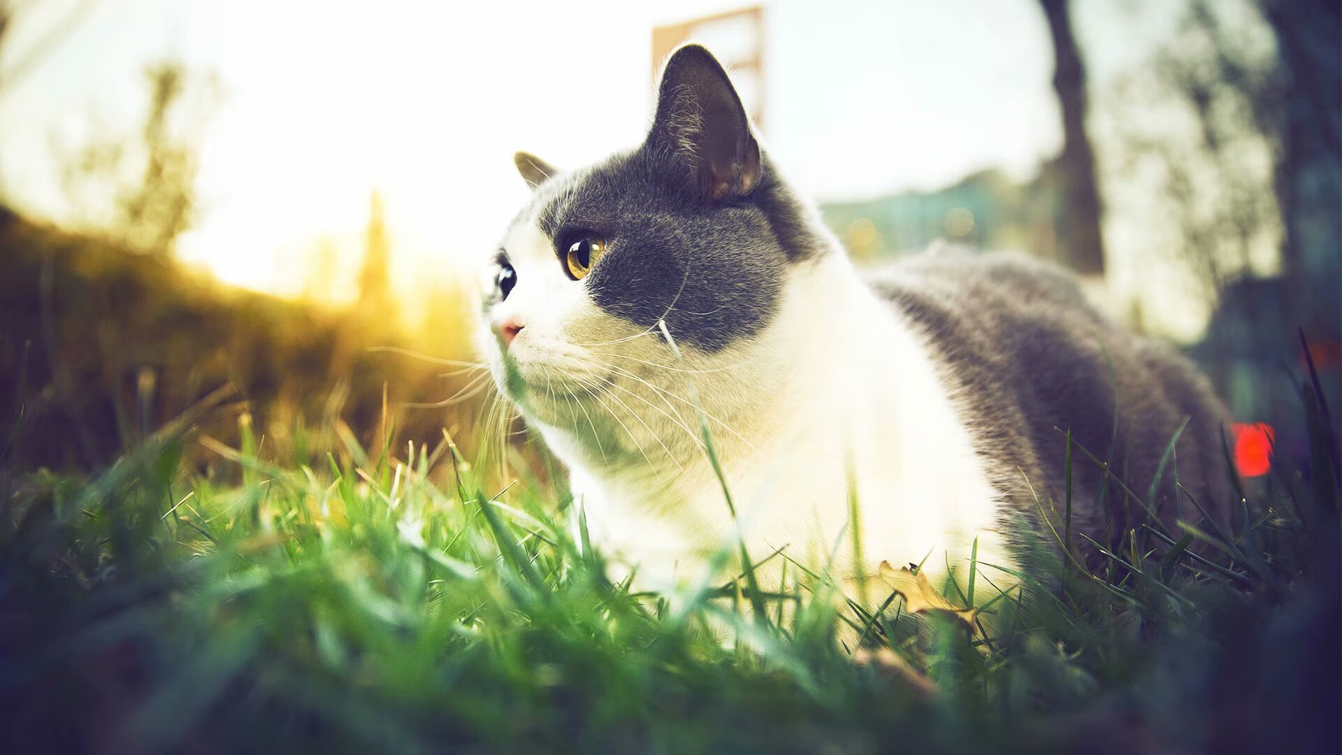 范戴克续约至2027年,继续担任红军后防核心,范戴克什么时候回归