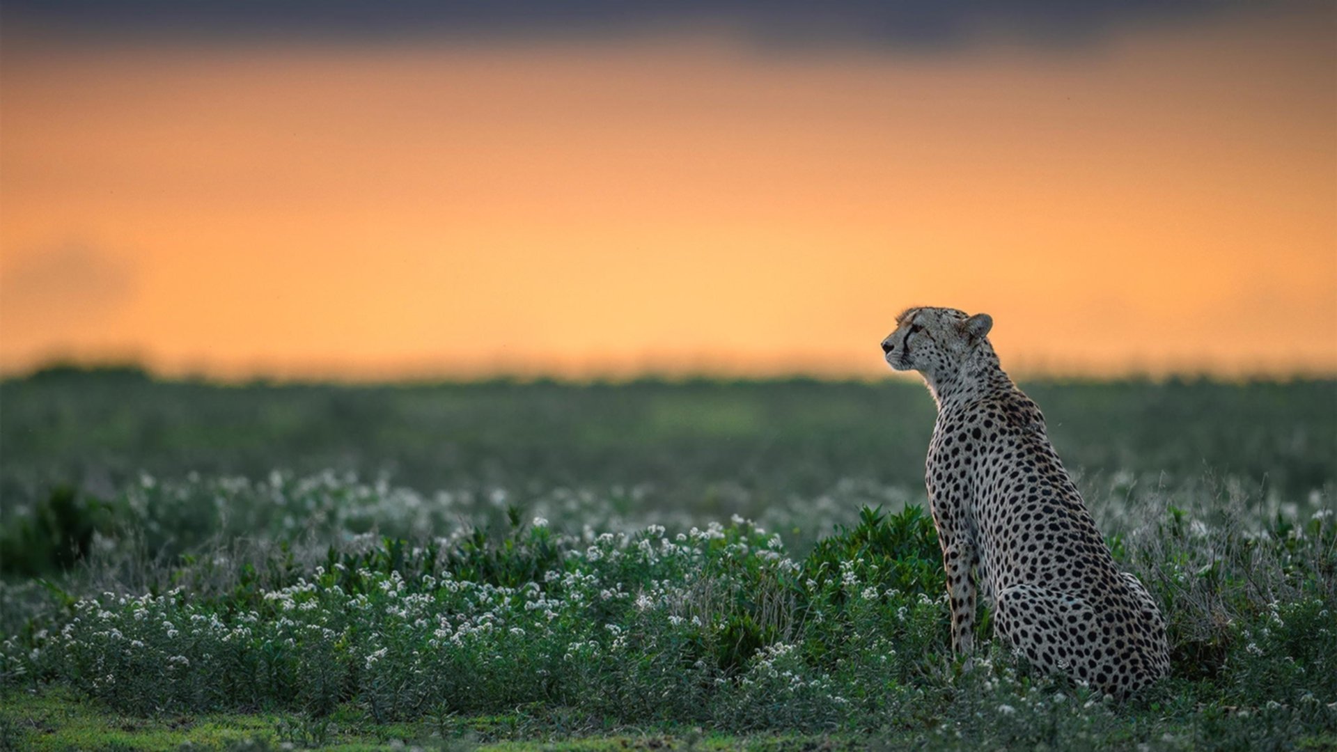 b体育网站注册-荣耀非凡！国家队以强大实力稳夺胜利宝座，荣耀中国国家队