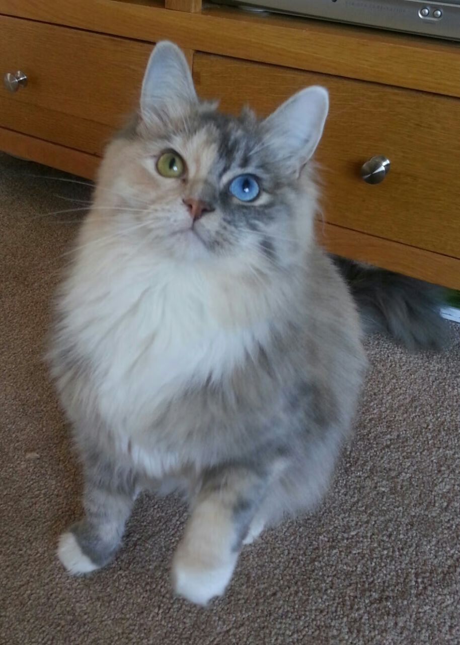 国足场上信息传递效率与执行力分析，足球信息收集方法