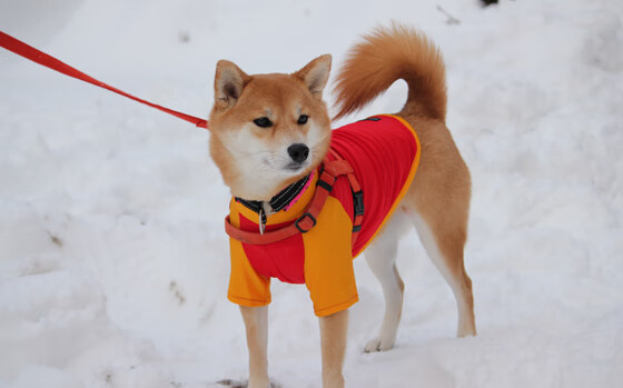 体育新闻中心联合高校开展体育内容创新创业大赛,全国体育院校大学生体育产业创新创业策划大赛