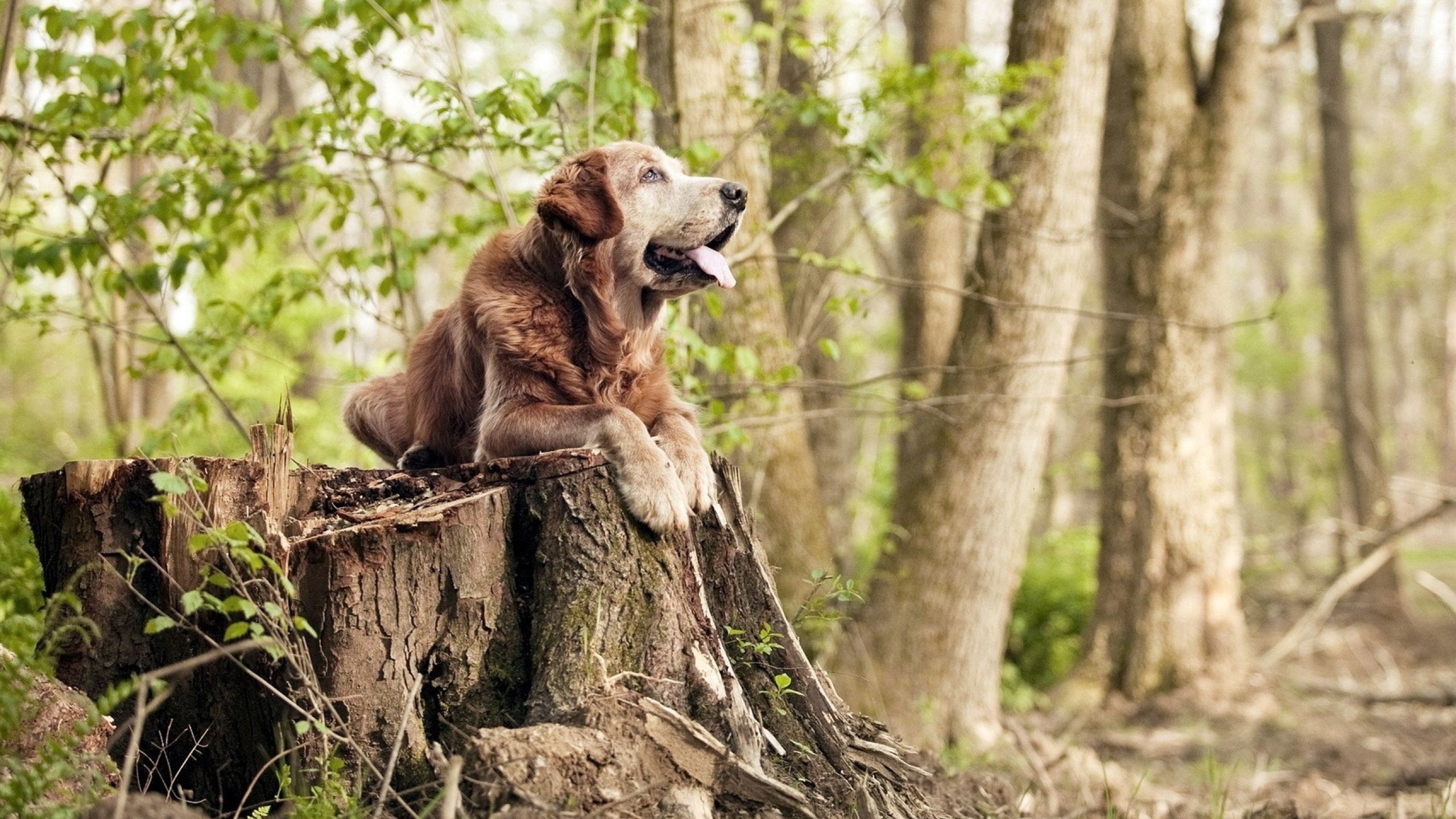 B体育(中国)官方网站-莱昂·马尔尚用实力回应所有质疑，莱昂内尔